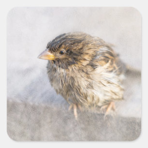 Adesivo Quadrado Sparrow - Falha Epic Previsão do Tempo
