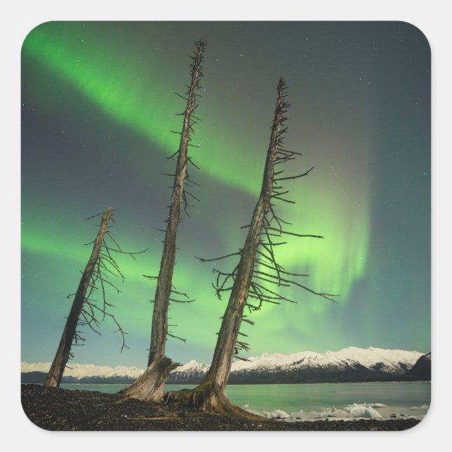 Adesivo Quadrado Spruce Aurora Esquecido (Frente)