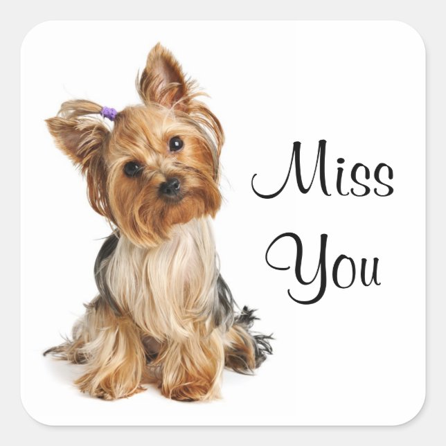 Adesivo Quadrado Srta. Yorkshire Terrier Puppy Dog Stickers (Frente)
