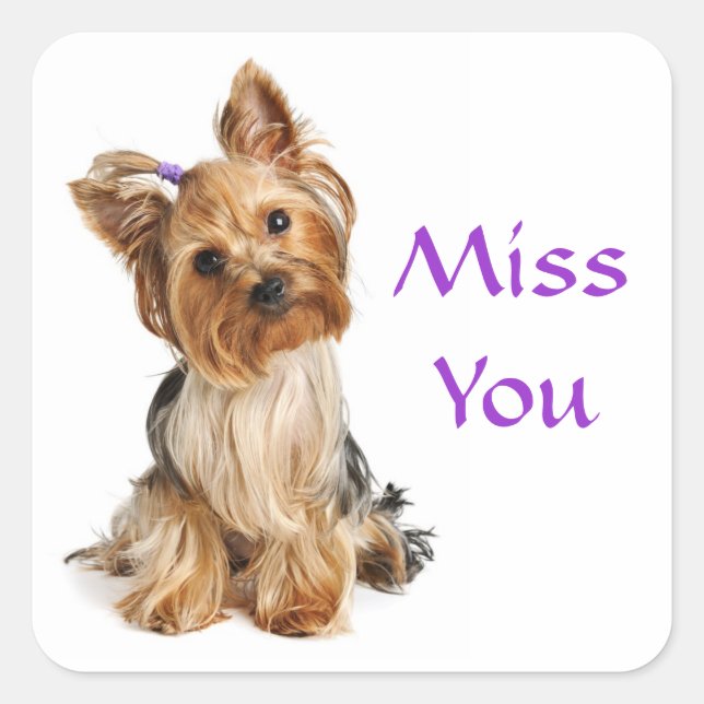 Adesivo Quadrado Srta. Yorkshire Terrier Puppy Dog Stickers (Frente)