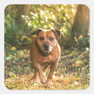 Adesivo Quadrado Staffordshire Bull terrier