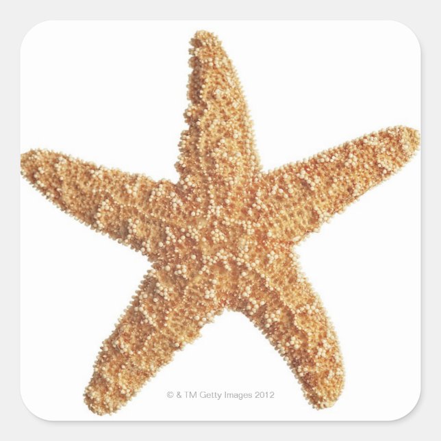 Adesivo Quadrado Starfish isolado em branco (Frente)