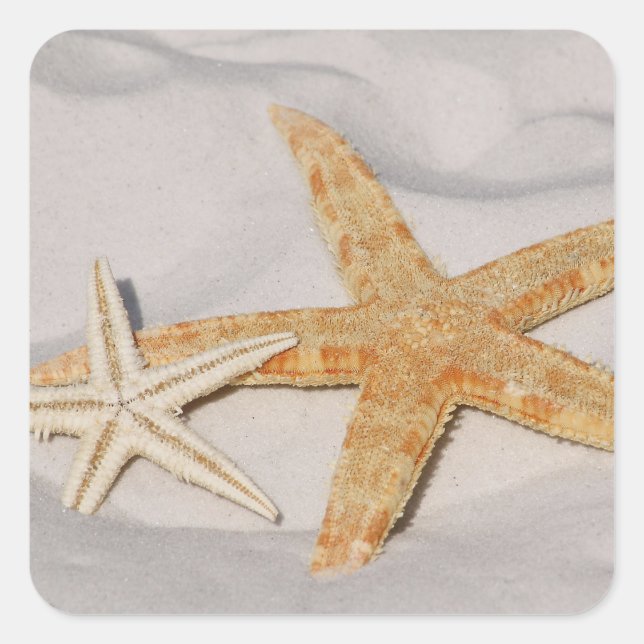 Adesivo Quadrado Starfish Sticker (Frente)
