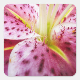 Adesivo Quadrado Stargazer Lily Bright Magenta Floral