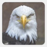 Staring Bald Eagle
