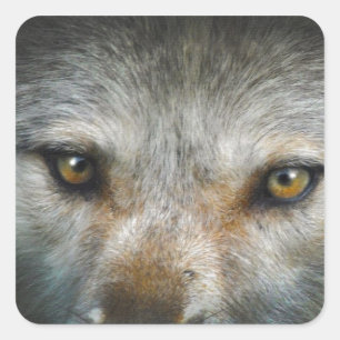 Adesivo Quadrado Staring Cinza Wolf Eyes Wildlife Art