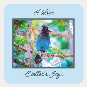 Adesivo Quadrado Steller's Jay - Fotografia original
