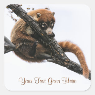 Adesivo Quadrado Sticker: Coatimundi #5 (Quadrado)