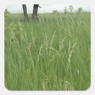 Adesivo Quadrado Sticker de Grama de Verão por H.A.S. Arts