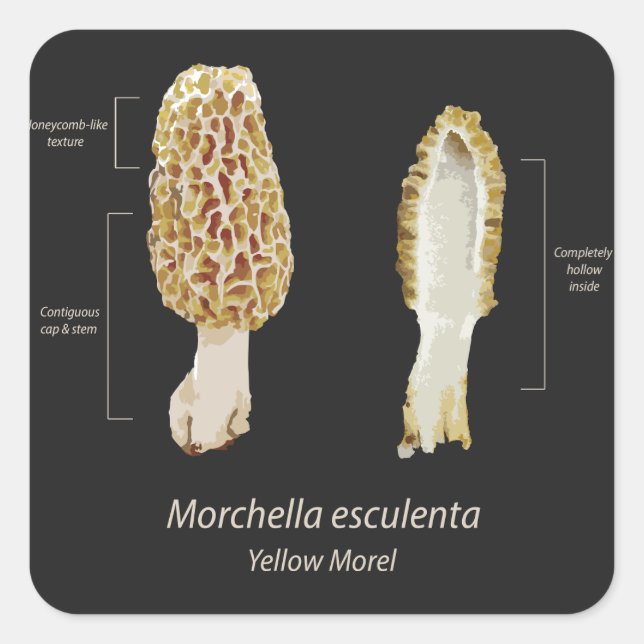 Adesivo Quadrado Sticker Yellow Morel Morchella esculenta (Frente)