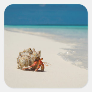 Adesivo Quadrado Strawberry Hermit Crab   Coenobita Perlatus