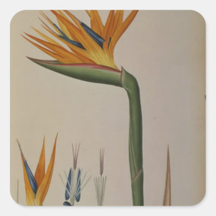 Adesivo Quadrado Strelitzia Reginae, 'de Les Strelitziacees