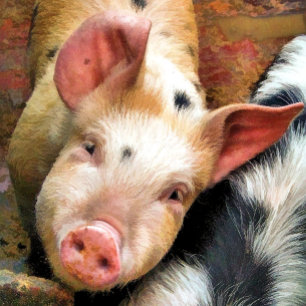 ADESIVO QUADRADO SUÍNOS