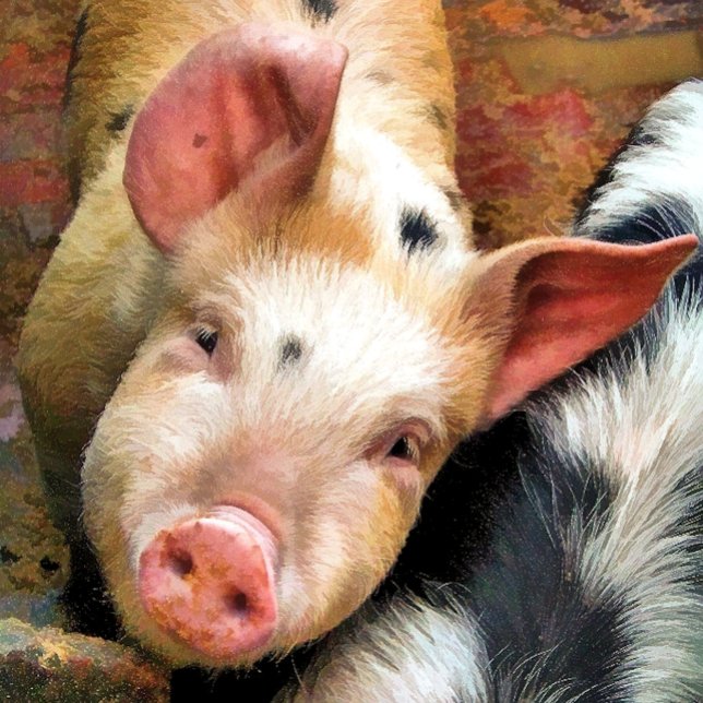 ADESIVO QUADRADO SUÍNOS (Criador carregado)