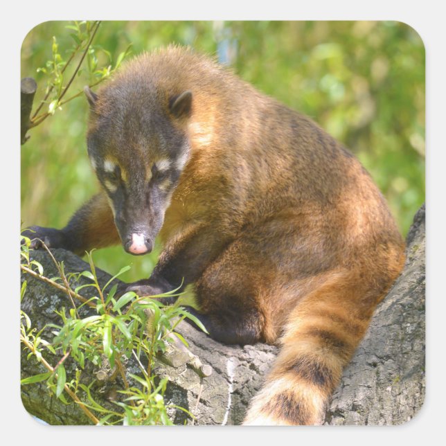 Adesivo Quadrado Sul-americano Coati no galho (Frente)