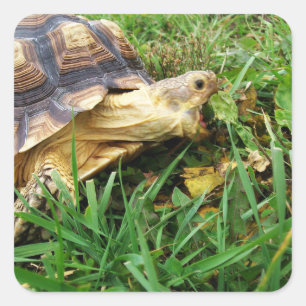 Adesivo Quadrado Sulcata Tortoise, Boca Aberta em Grama