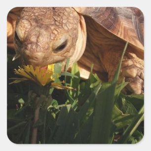 Adesivo Quadrado Sulcata Tortoise Morde Dandelion na grama