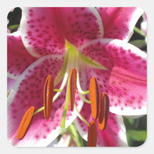 Adesivo Quadrado Summer Lily