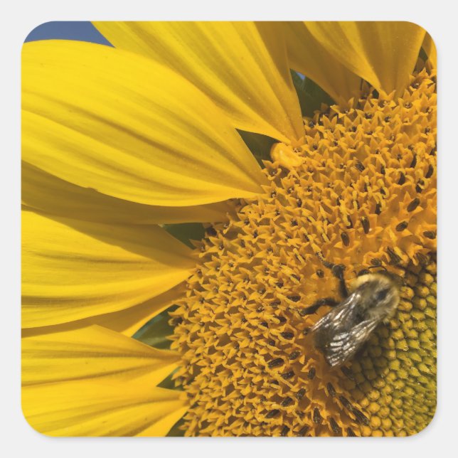 Adesivo Quadrado Sunflower Photo Summer Bee Botanical (Frente)