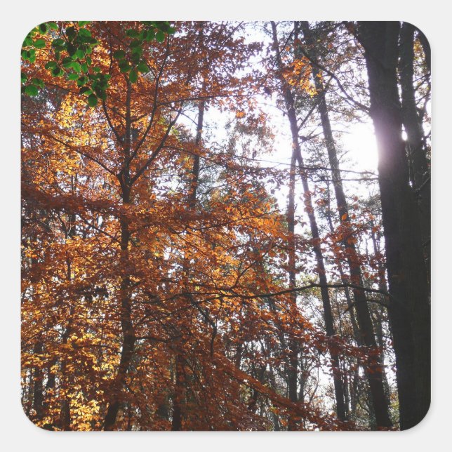 Adesivo Quadrado Sunlight Through Fall Tree (Ponta de Sol por Queda (Frente)