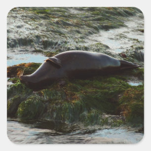 Adesivo Quadrado Sunset Lit Harbor Seal II em San Diego