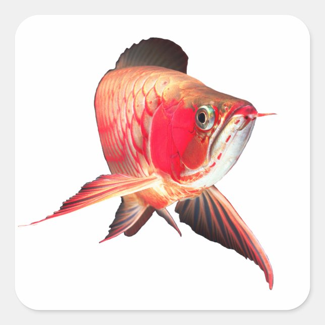 Adesivo Quadrado Super Red Arowanaの製品 (Frente)
