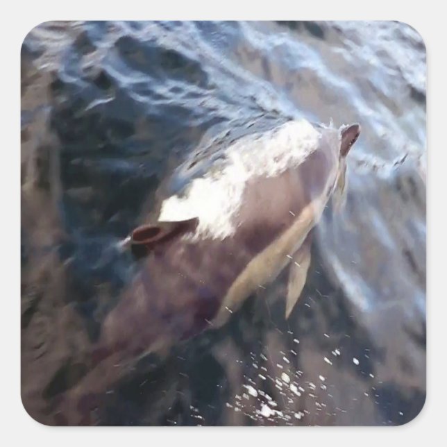 Adesivo Quadrado Superfície comum de golfinhos (Frente)