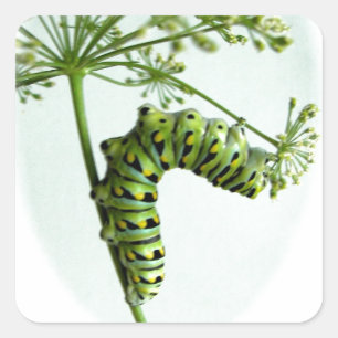 Adesivo Quadrado Swallowtail preto Caterpillar que come a salsa