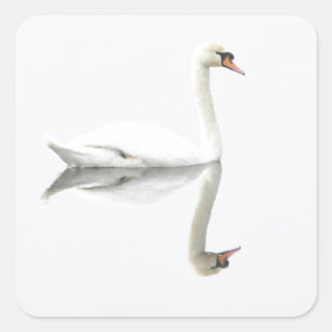 Adesivo Quadrado Swan