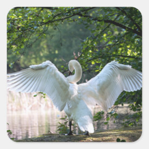 Adesivo Quadrado Swan com Espalhamento de Asas