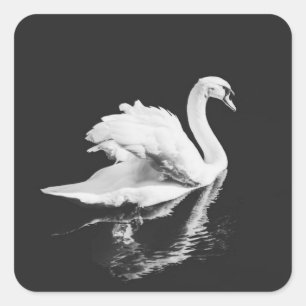 Adesivo Quadrado Swan Nadando Negro e Branco