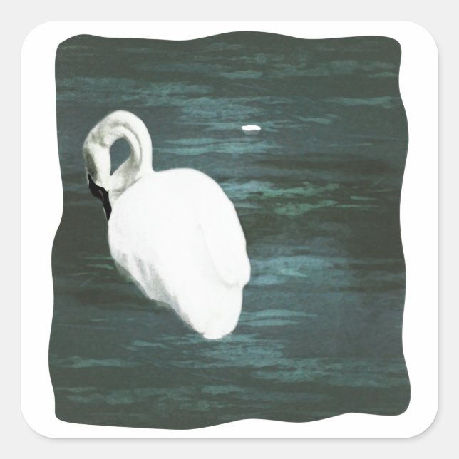 Adesivo Quadrado Swan no Pond (Frente)
