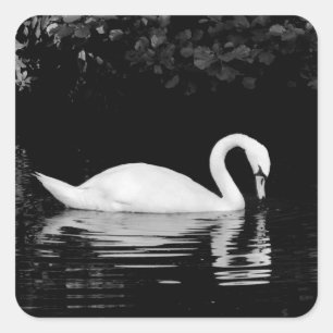 Adesivo Quadrado Swan, Roath Park, Cardiff.