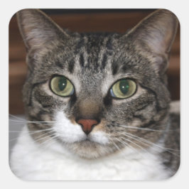 Adesivo Quadrado Tabby Cat Olhando para você Foto