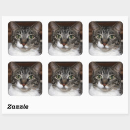 Adesivo Quadrado Tabby Cat Olhando para você Foto