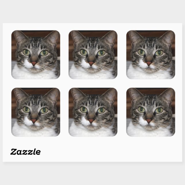 Adesivo Quadrado Tabby Cat Olhando para você Foto (Folha)