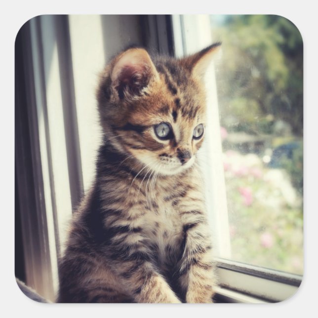 Adesivo Quadrado Tabby Kitten Watching (Frente)