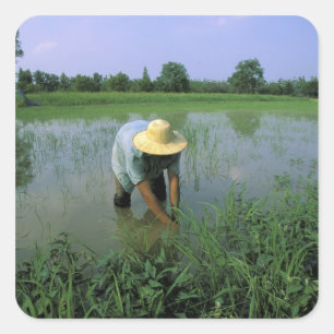 Adesivo Quadrado Tailândia, Sukhothai. Agricultor de arroz. SR.