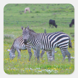 Adesivo Quadrado Tanzânia Zebra Stickers
