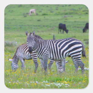 Adesivo Quadrado Tanzânia Zebra Stickers
