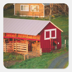 Adesivo Quadrado Tarefas da manhã na fazenda. EUA, Vermont,