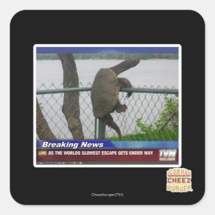 Adesivo Quadrado Tartaruga de Excaping