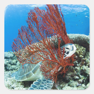Adesivo Quadrado Tartaruga de mar que descansa debaixo d'água 2