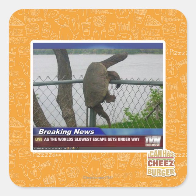 Adesivo Quadrado Tartaruga de saída (Frente)