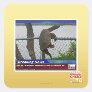 Adesivo Quadrado Tartaruga de saída