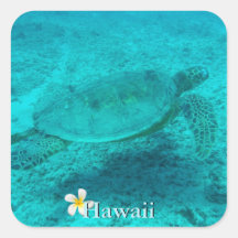 Tartaruga do Mar Verde Havaiana