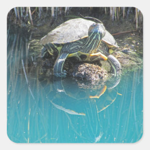 Adesivo Quadrado Tartaruga sobre Reflexo de Água em Rocha Fotografi