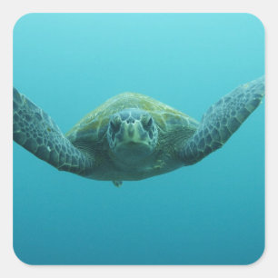 Adesivo Quadrado Tartaruga Verde (Chelonia mydas agassisi), Central