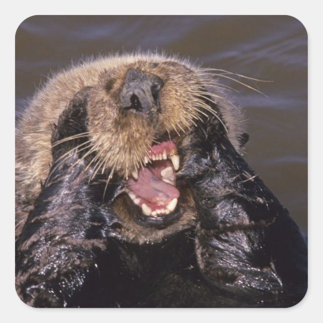 Adesivo Quadrado Tartarugas marinhas, Enhydra lutris 6 (Frente)