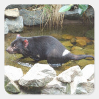 Tasmania Devil Sticker